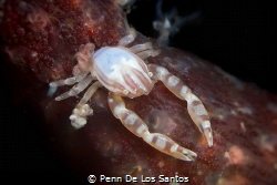 Porcelain crab stretching its claws by Penn De Los Santos 